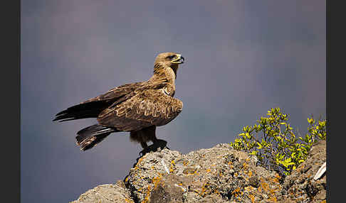 Savannenadler (Aquila rapax)