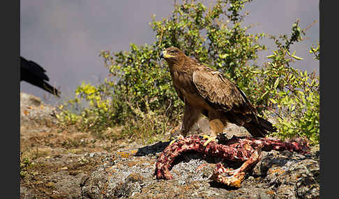 Savannenadler (Aquila rapax)