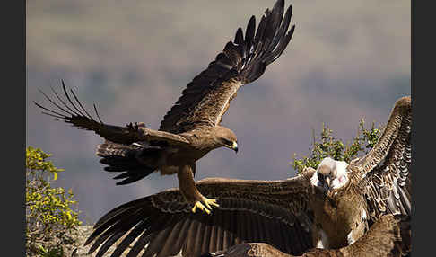 Savannenadler (Aquila rapax)