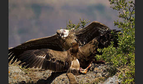 Savannenadler (Aquila rapax)