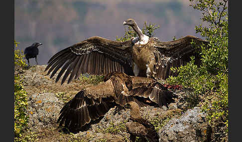 Savannenadler (Aquila rapax)