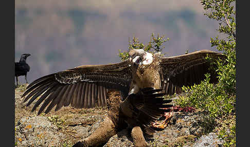 Savannenadler (Aquila rapax)