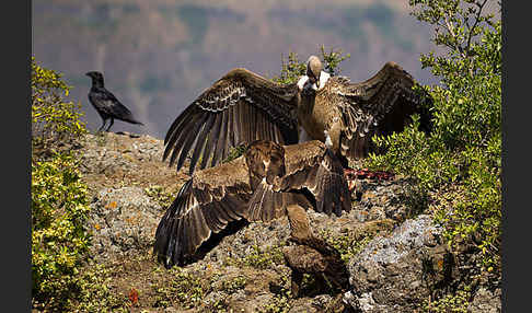 Savannenadler (Aquila rapax)