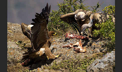 Savannenadler (Aquila rapax)