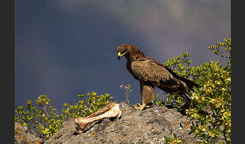 Savannenadler (Aquila rapax)