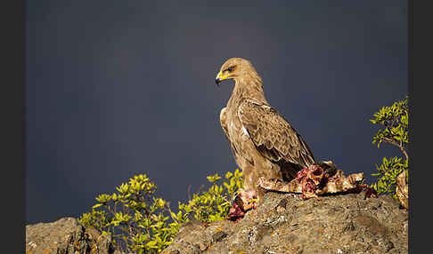 Savannenadler (Aquila rapax)