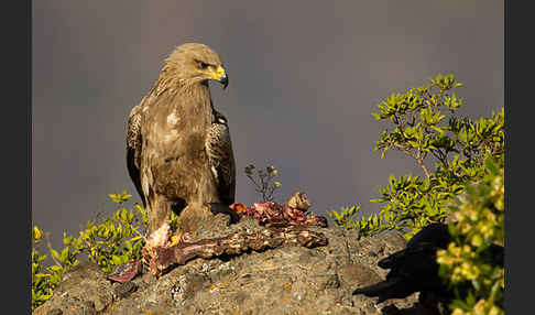 Savannenadler (Aquila rapax)