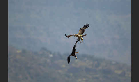 Savannenadler (Aquila rapax)