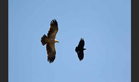 Borstenrabe (Corvus rhipidurus)