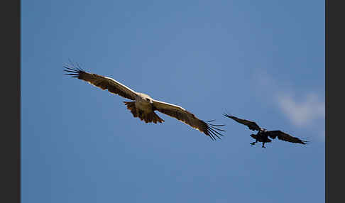 Borstenrabe (Corvus rhipidurus)