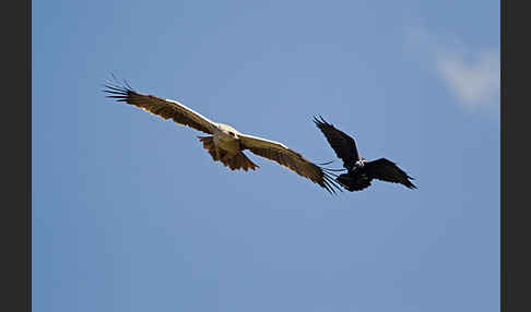 Borstenrabe (Corvus rhipidurus)