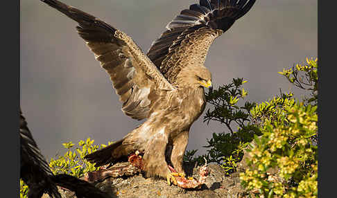 Savannenadler (Aquila rapax)