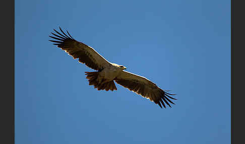 Savannenadler (Aquila rapax)