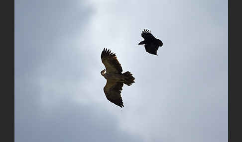 Borstenrabe (Corvus rhipidurus)