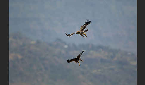 Savannenadler (Aquila rapax)