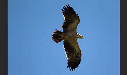 Savannenadler (Aquila rapax)