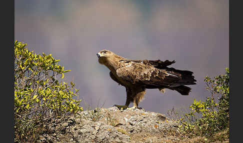 Savannenadler (Aquila rapax)