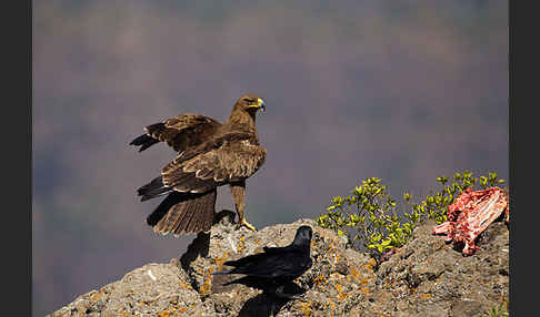 Borstenrabe (Corvus rhipidurus)