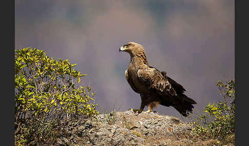 Savannenadler (Aquila rapax)