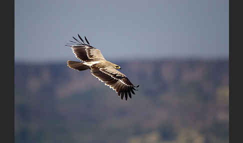 Savannenadler (Aquila rapax)