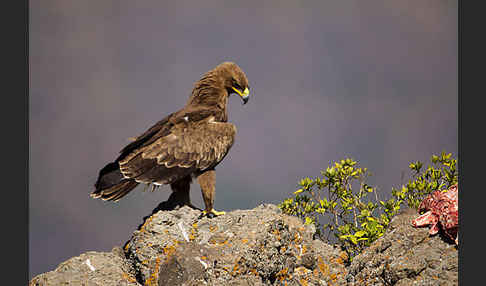 Savannenadler (Aquila rapax)