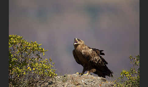 Savannenadler (Aquila rapax)