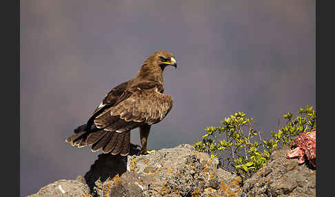 Savannenadler (Aquila rapax)