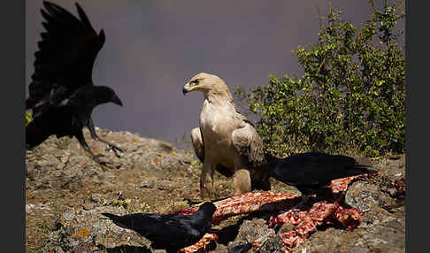 Borstenrabe (Corvus rhipidurus)