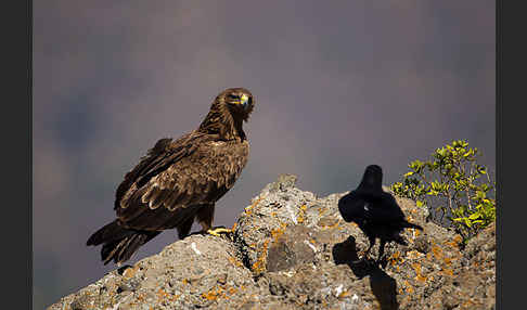 Borstenrabe (Corvus rhipidurus)