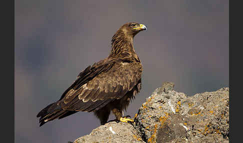 Savannenadler (Aquila rapax)