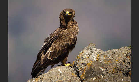 Savannenadler (Aquila rapax)