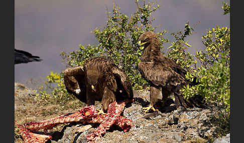 Savannenadler (Aquila rapax)