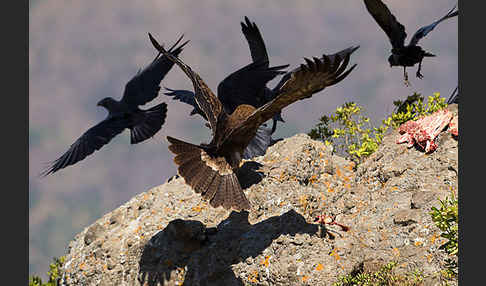 Borstenrabe (Corvus rhipidurus)