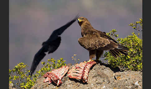 Borstenrabe (Corvus rhipidurus)