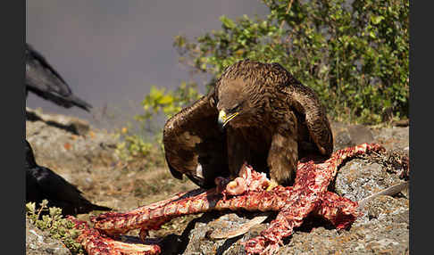 Savannenadler (Aquila rapax)