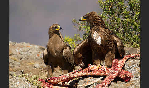 Savannenadler (Aquila rapax)