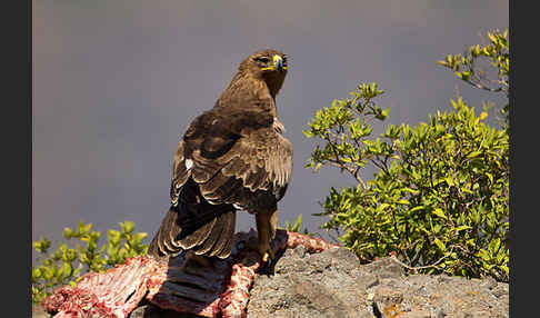 Savannenadler (Aquila rapax)