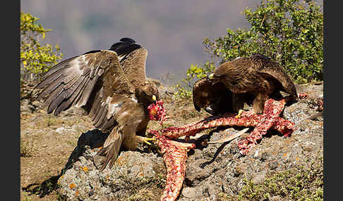 Savannenadler (Aquila rapax)