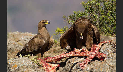 Savannenadler (Aquila rapax)