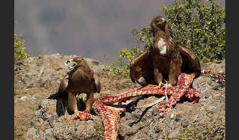 Savannenadler (Aquila rapax)