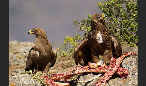 Savannenadler (Aquila rapax)