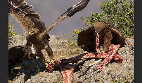 Savannenadler (Aquila rapax)