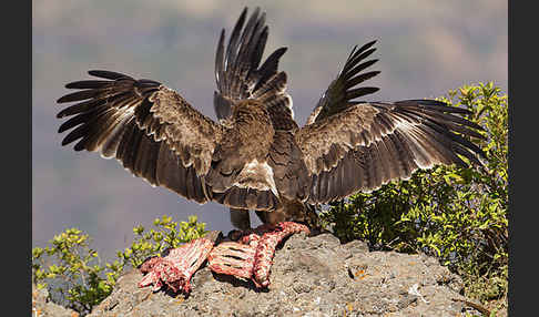 Savannenadler (Aquila rapax)