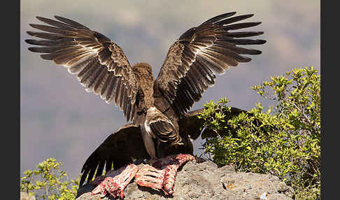 Savannenadler (Aquila rapax)