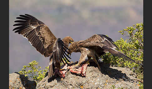 Savannenadler (Aquila rapax)