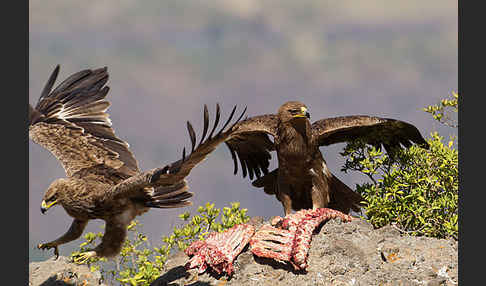 Savannenadler (Aquila rapax)