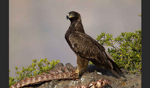 Savannenadler (Aquila rapax)