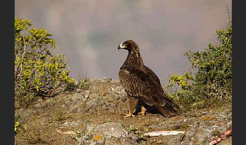 Savannenadler (Aquila rapax)