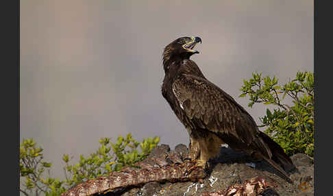 Savannenadler (Aquila rapax)