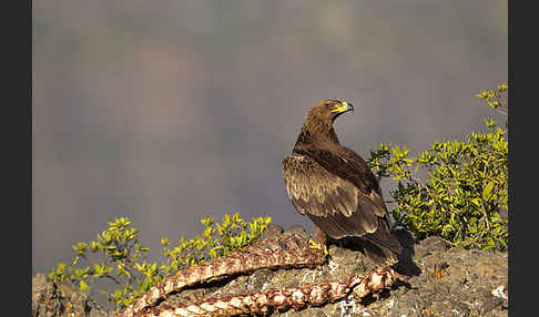 Savannenadler (Aquila rapax)